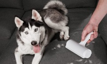 husky sitting on couch next to person cleaning up shedded hair with chomchom