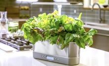 aerogarden harvest elite slim on a kitchen counter next to a stovetop