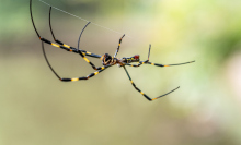 A Joro spider hanging from its large web. Female Joros are much larger and flashier in color than males.