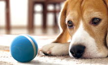 Dog lying on the floor and facing a ball