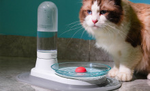 cat drinking from water fountain