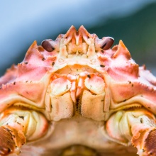 the head of a snow crab
