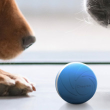 Dog and cat looking at a blue toy ball