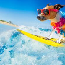 Surfing dog with swag on