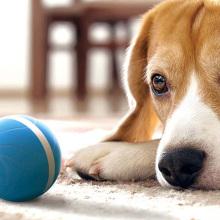 Dog lying on the floor and facing a ball