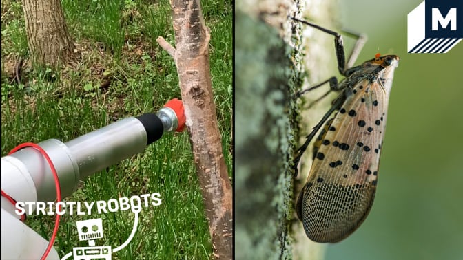 An image of a robot getting rid of spotted lanternfly eggs on a tree with a brush on its arm side by side with an image of a spotted lanternfly on a tree