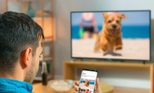 Man looking at phone with puppy and TV with same puppy in living room