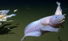 a snailfish swimming in the deep sea