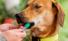 a close-up of a person obtaining a cheek swab from a brown dog for a dna test kit