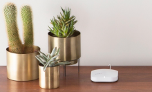 three succulents with a white wifi router to the right on a wooden surface