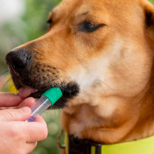 a close-up of a person obtaining a cheek swab from a brown dog for a dna test kit