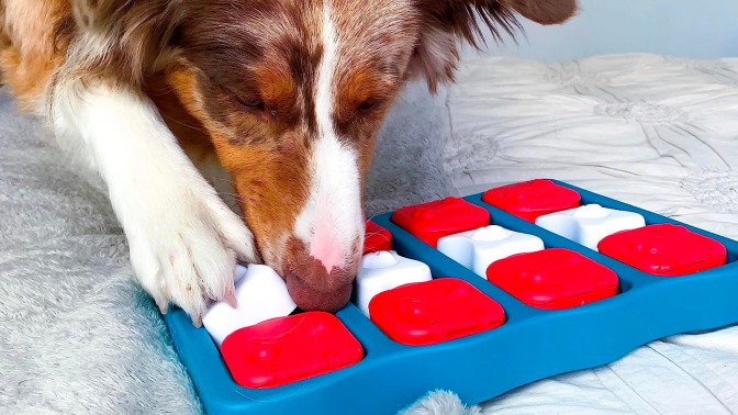 a close-up of a dog playing with an outward hound puzzle toy
